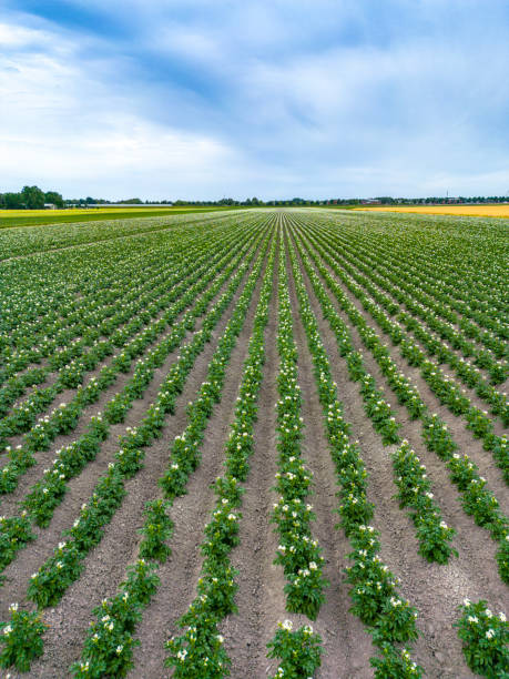istock Potato field and blue sky on a beautiful day 1503221413