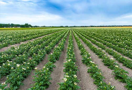 Potato field with white flowers and blue sky on a beautiful day. Drone point of view.