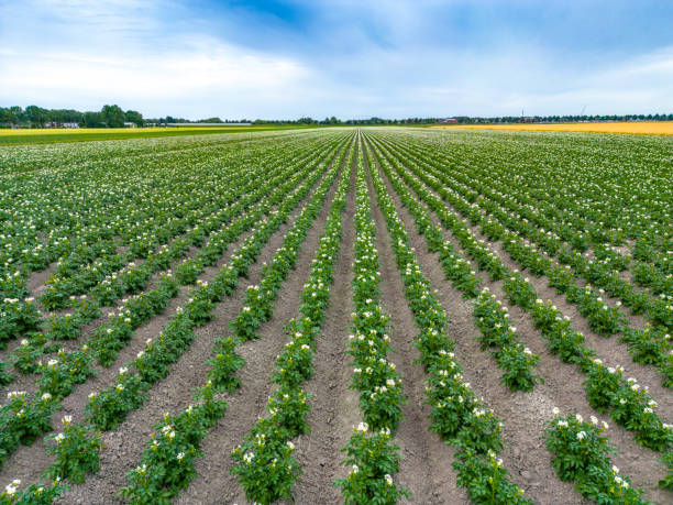 istock Potato field and blue sky on a beautiful day 1503221463