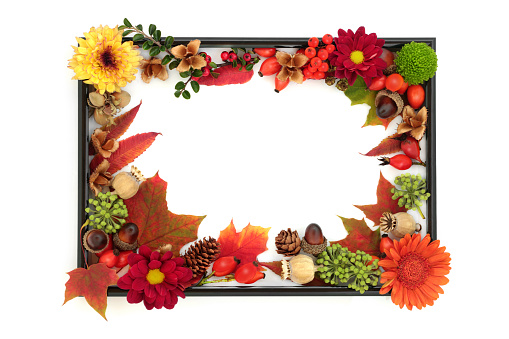 Autumn flora and fauna Thanksgiving background design with leaves, flowers, nuts, berry fruit on white with black frame  Composition for card, invitation, label, gift tag.