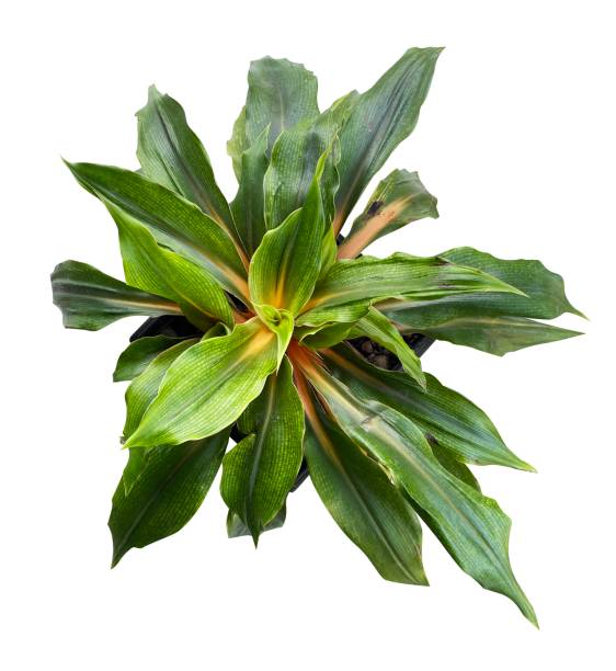 istock potted plant isolated. house plants element 1503223249
