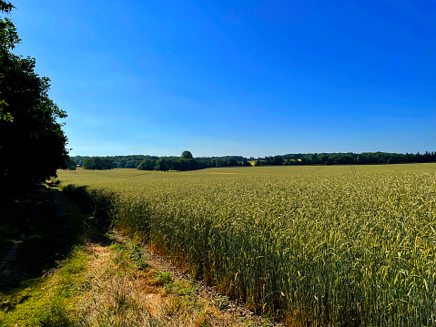 Crop field on a sunny day