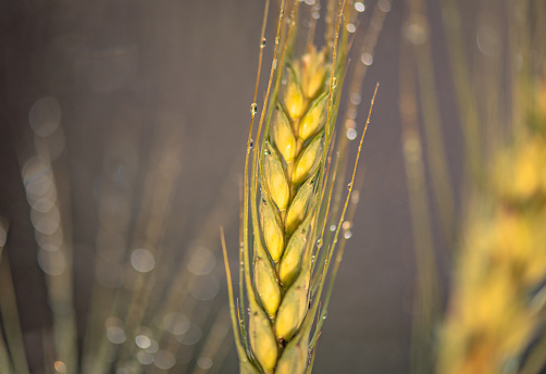 Spikelet of wheat with raindrops