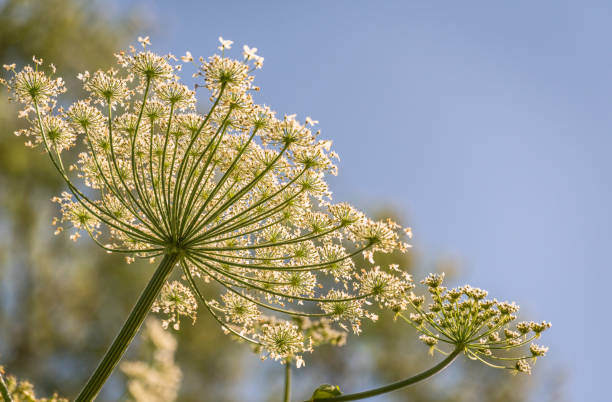 istock Poisonous plant hogweed blooming in summer 1503225182