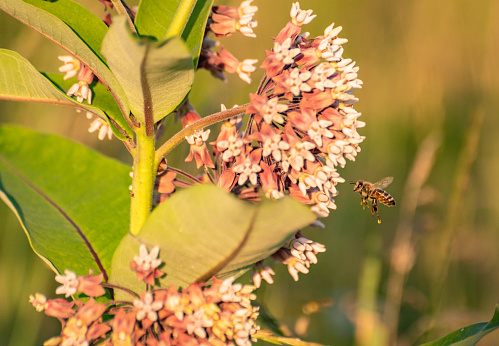 The bee collects nectar from Asclepias syriaca
