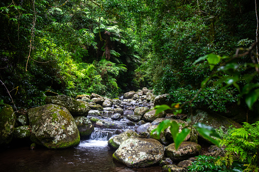 Lamington rainforest (O'Reilly's Rainforest Retreat) is a popular destination for birders and families enjoying leisurely hikes or picnics. Here you can explore beautiful subtropical rainforests with an abundance of wildlife, including parrots, rare birds of paradise and pademelons