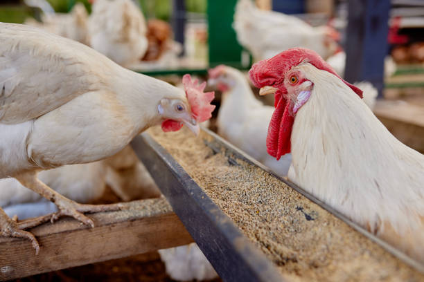 istock chicken eats feed and grain at eco chicken farm, free range chicken farm 1503226663