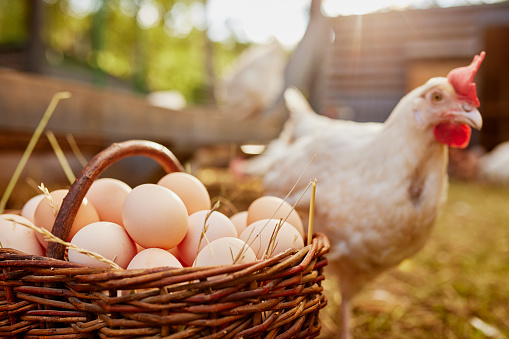 farmer holding goat with eggs in chicken eco farm, free range chicken farm