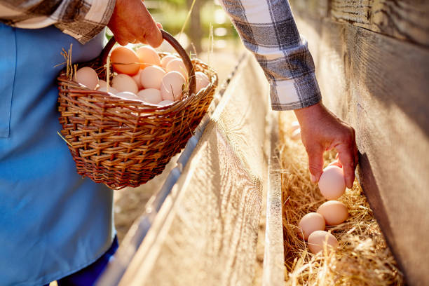 istock farmer collects eggs at eco poultry farm, free range chicken farm 1503226894