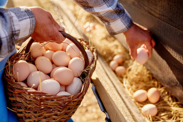 istock farmer collects eggs at eco poultry farm, free range chicken farm 1503226913