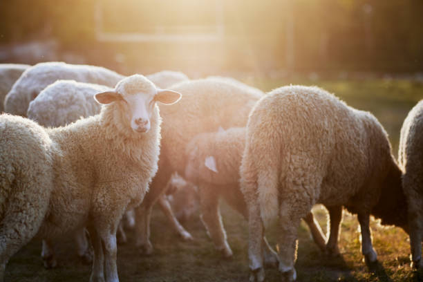 a herd of sheep walks freely on a farm on a sunny day, eco farm concept - jumbuck imagens e fotografias de stock