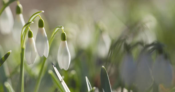 istock white snowdrops in sunny spring morning closeup 1503227199
