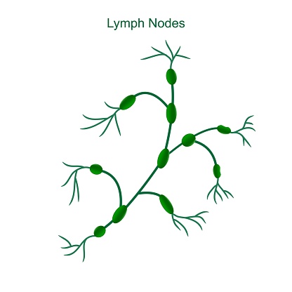 A simple illustration of lymph nodes on a white background