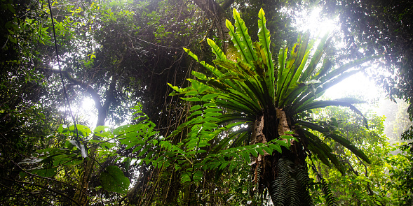 Lamington National Park is  very unique ancient rainforest with very interesting endemic plants and animals you can see only there. Its ideal place for walks, hiking, bush camping bird and wildlife watching