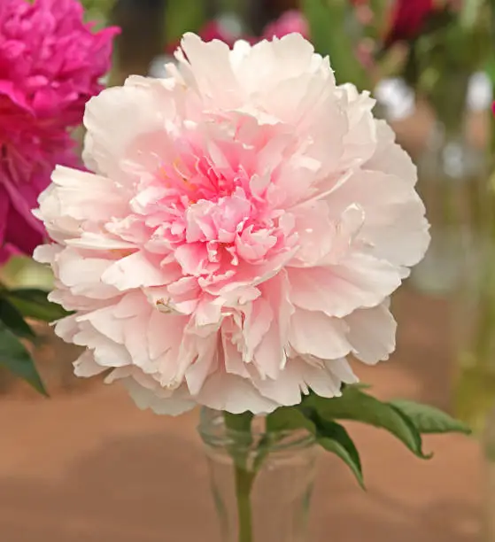 Photo of Joker Peony. Large blooms open vibrant pink over time changing to white with pink picotee edges