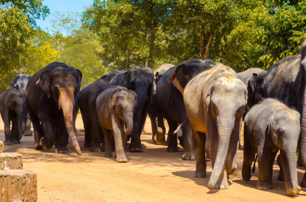 istock Pinnawala zoo - Pinnawala Elephant Orphanage 1503228883