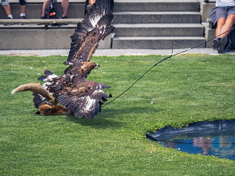 Golden eagle catching a dummy prey at a performance show at Adler-Arena Landskron, Villach, Carinthia, Austria