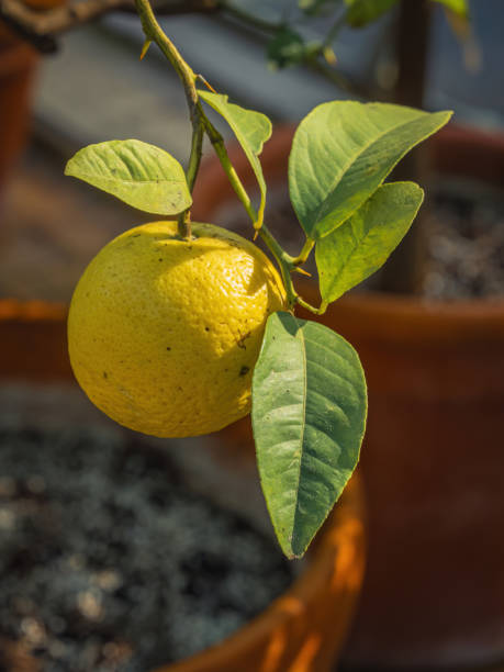 istock Bio organic lemon citrus fruit in a farm on a tree branch 1503229517