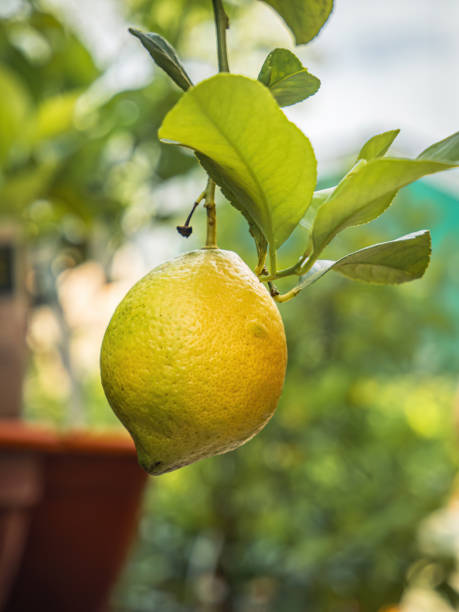 istock Bio organic lemon citrus fruit in a farm on a tree branch 1503229536