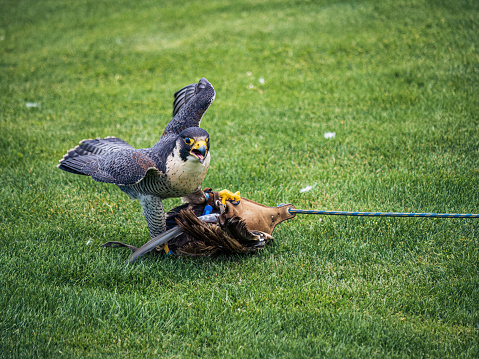 Falcon taking a dummy prey during a show performance