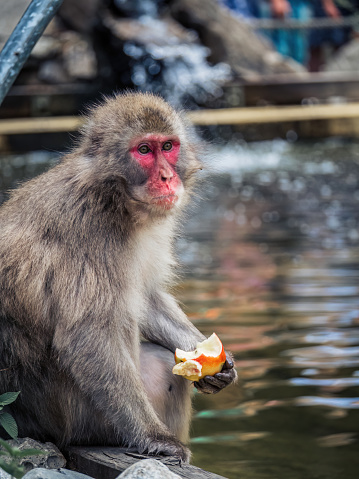 Japanese snow monkey sitting at a lake eating an apple looking away from camera in a zoo in Landskron, Villach, Austria, Carinthia
