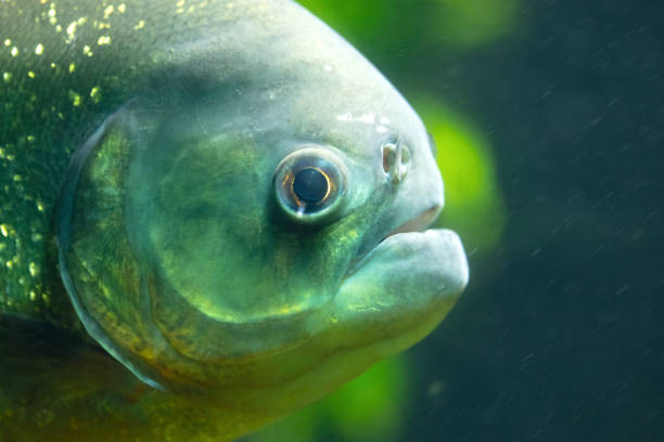 istock Side view of a piranha 1503229981