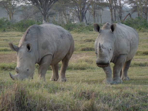 nosorożce afrykańskie stojące obok siebie na bujnym trawiastym polu - rhinoceros savannah outdoors animals in the wild zdjęcia i obrazy z banku zdjęć