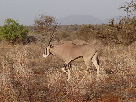 An oryx beiza standing in a grassy field, surrounded by nature
