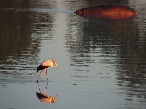 A Yellow-billed stork stands in a shallow body of water with a large hippopotamus in the background