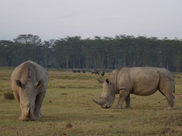 nosorożce afrykańskie stojące obok siebie na bujnym trawiastym polu - rhinoceros savannah outdoors animals in the wild zdjęcia i obrazy z banku zdjęć