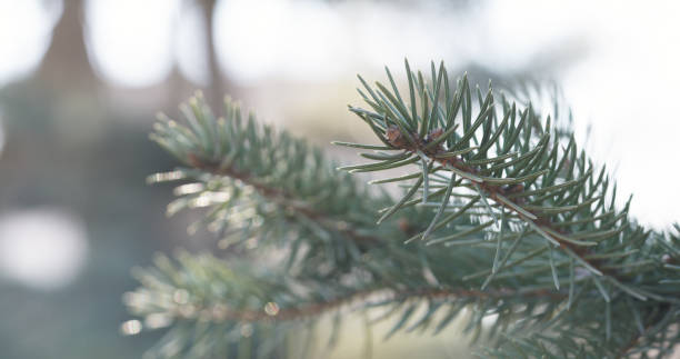 istock blue spruce branches in spring sunny day closeup 1503232467
