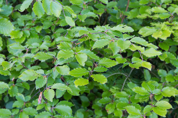 istock Branches of beech with fresh spring leaves on blurred background 1503232612
