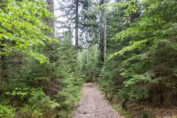 istock Fragment of spruce and beech forest with footpath in mountains 1503232665