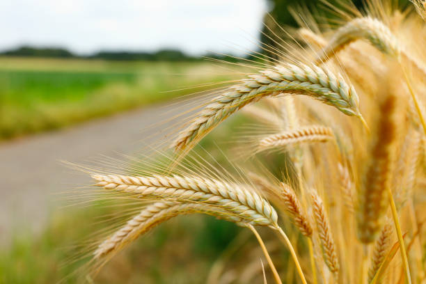 istock Rye field along a Country Road 1503234781