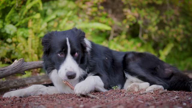 Border collie puppy chewing a stick