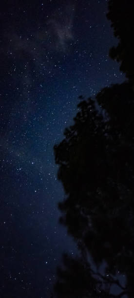 istock Silhouette Trees and Stars at Night 1503235042