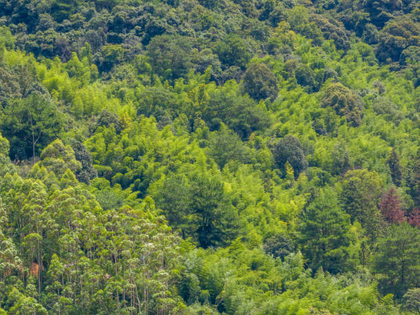 Free Stock Photo of Dense Forest and Mountain Landscape | Download Free ...