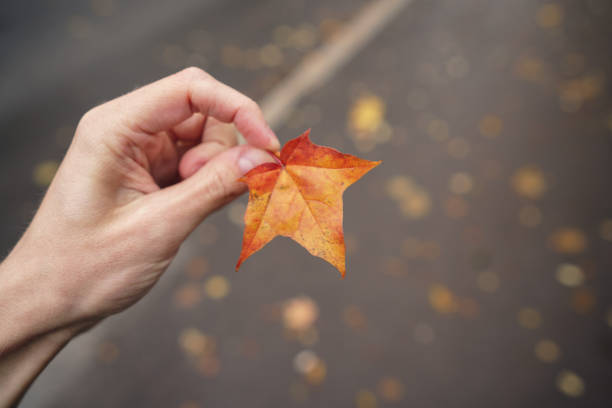 istock POV man hand hold orange maple leaf while walking in town 1503239758