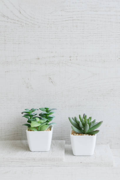 istock Potted plant on white wooden background 1503240235