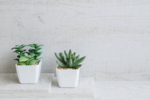 istock Potted plant on white wooden background 1503240238