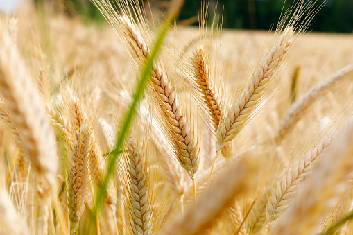 Grain field with ripe ears