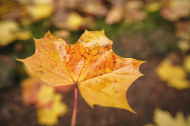 istock holding fallen autumn maple leaf at the morning 1503241068