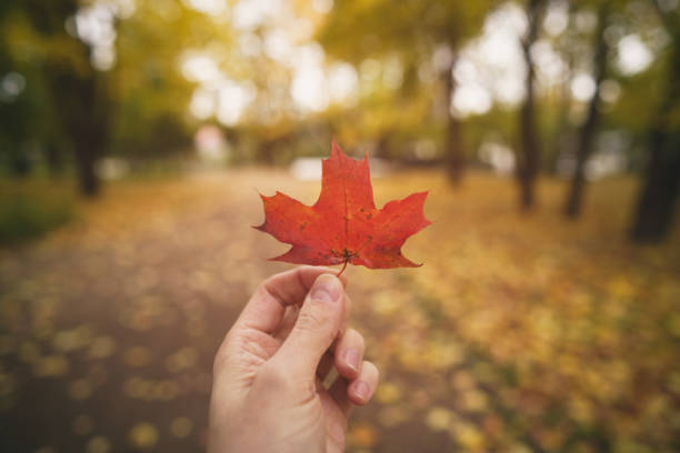 POV man hand hold red maple leaf while walking in alley, shallow focus