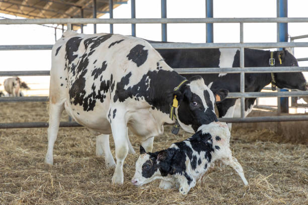 mucca da latte e vitello appena nato 2 - animale appena nato foto e immagini stock