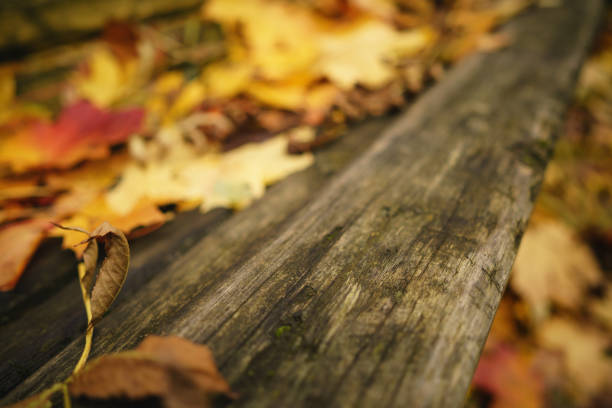fallen autumn leaves on old wood bench, closeup photo