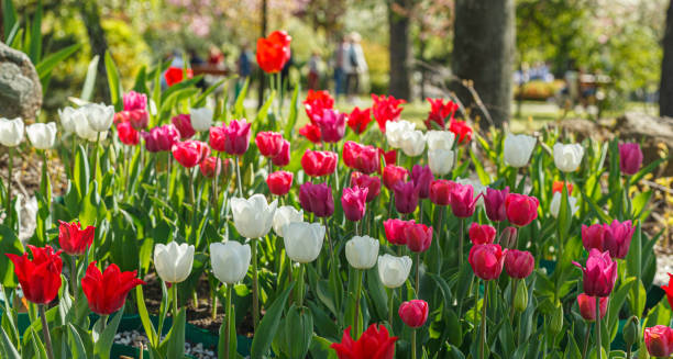 istock tulip bloom, beautiful field of tulips 1503245842