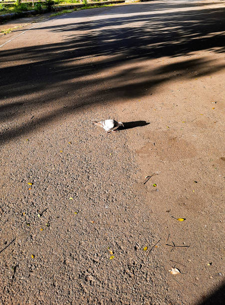 istock Pigeons are often domesticated 1503245853