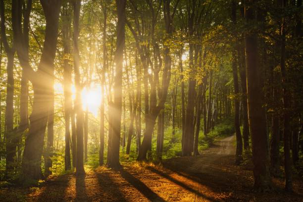 istock Scenic pathway in a lush forest, illuminated by bright rays of sunshine 1503251603