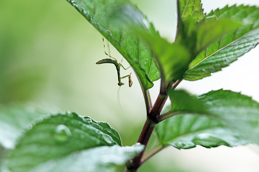 Baby mantis hanging on peppermint leaf