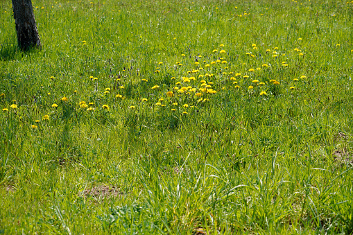 field of small yellow wild flowers